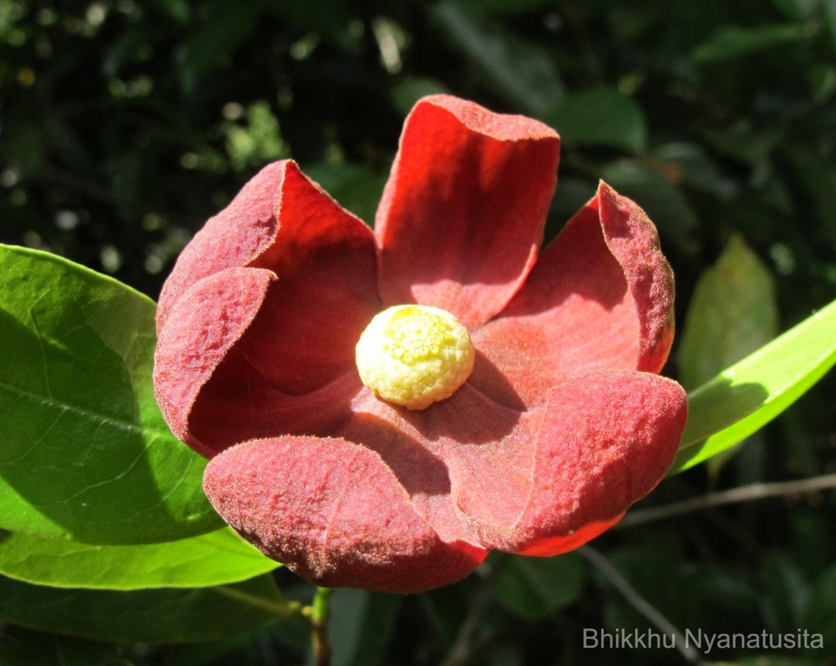 Uvaria narum (Dunal) Blume